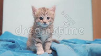 小灰色苏格兰条纹小猫肖像。 小可爱可爱的小猫坐在蓝色背景宠物概念生活方式